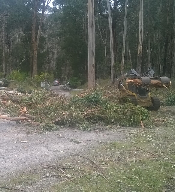 Tree being cut up after removal