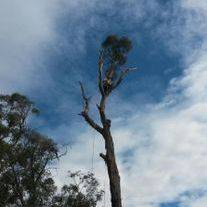 Tree being removed
